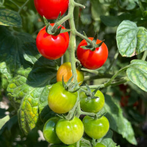 Tomate